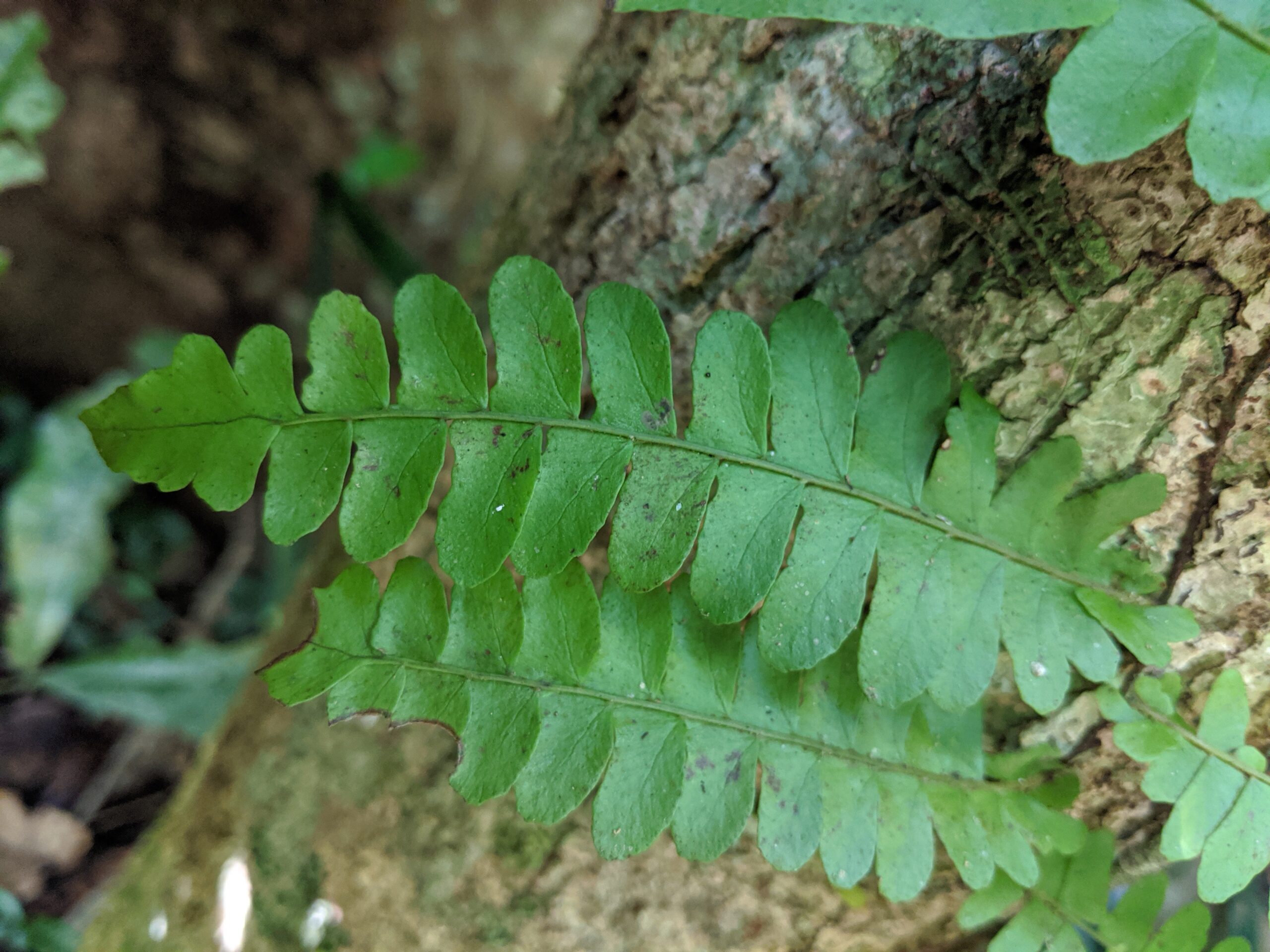 Arthropteris pallisotii